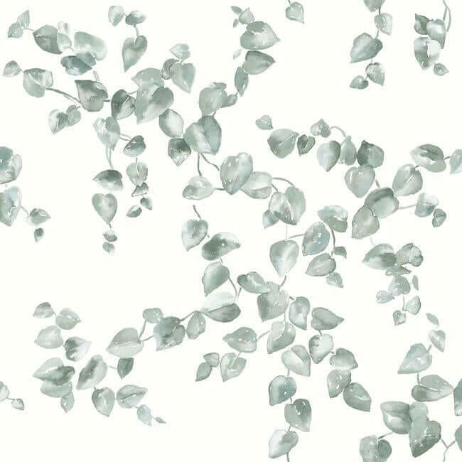 creeping-fig-vine-sage-wallpaper-york-wallcoverings-fh4037 - York Wallcoverings Wallpaper