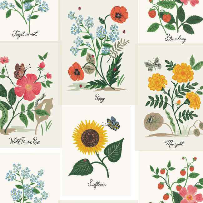 Botanical Prints White & Pink Wallpaper - York Wallcoverings - RP7334 - York Wallcoverings Wallpaper