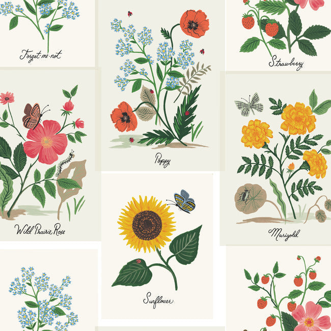 botanical-prints-wallpaper-white-york-wallcoverings-rp7334