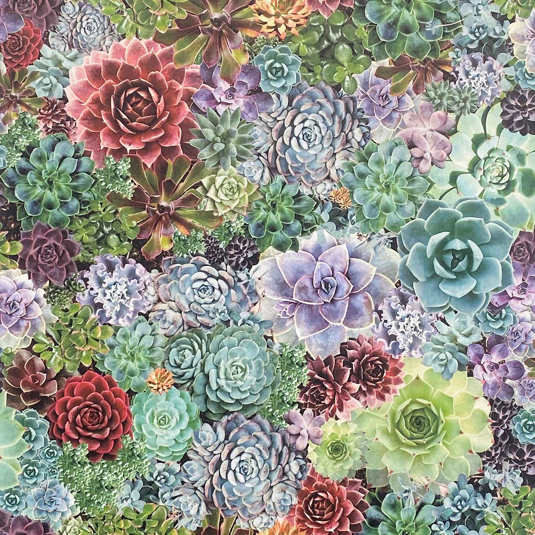 Rhea Multicolor Succulents Wallpaper - York Wallcoverings - AH259402 - York Wallcoverings Wallpaper