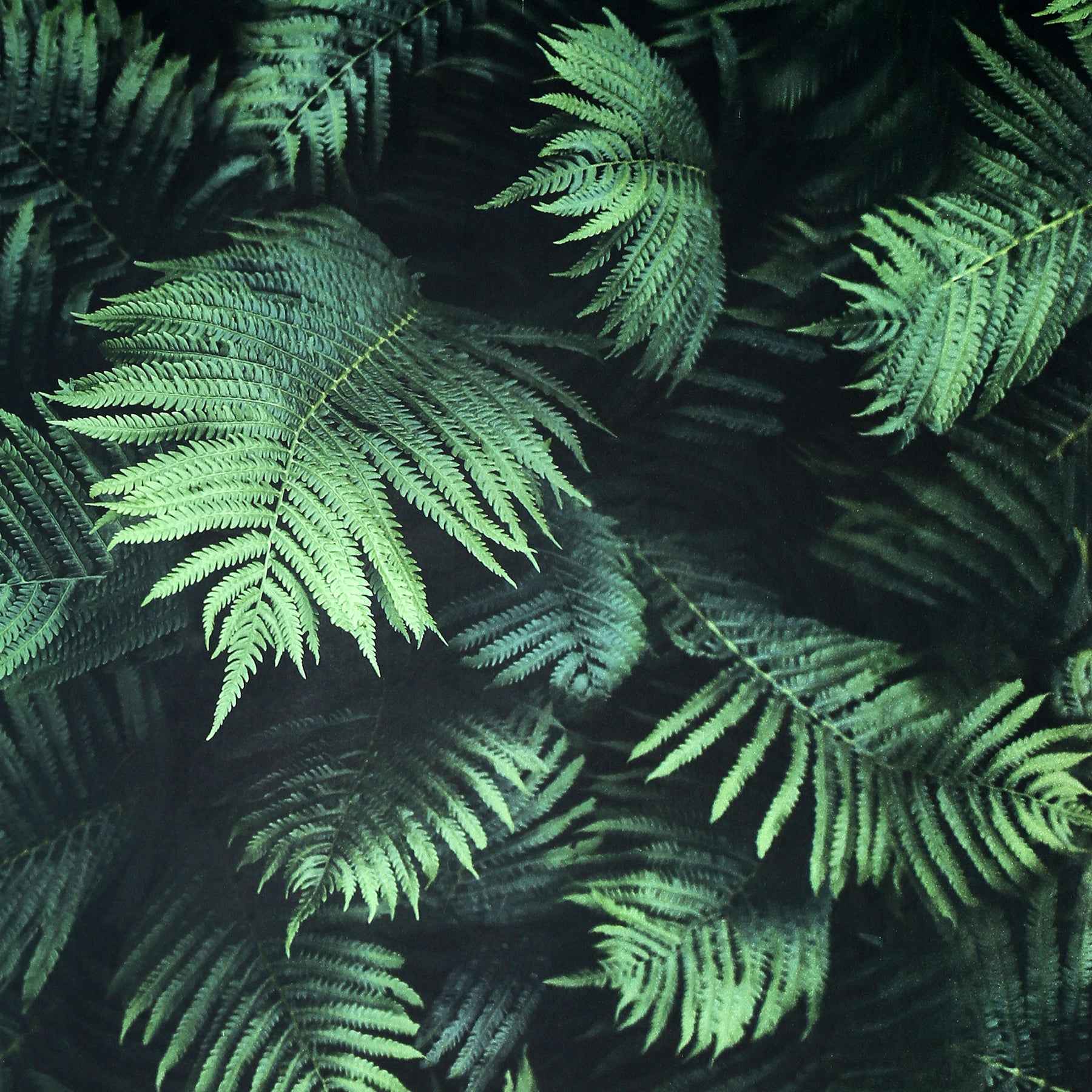 Winona Green Ferns Wallpaper - York Wallcoverings - AH907601 - York Wallcoverings Wallpaper