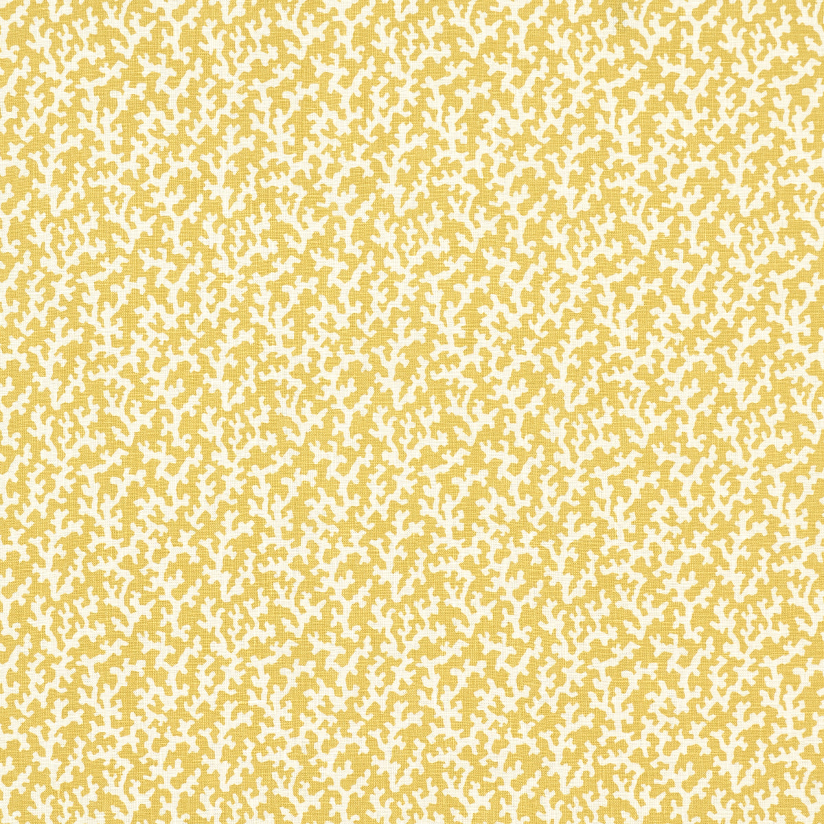 FOLLY-MIMOSA-SCHUMACHER-176128