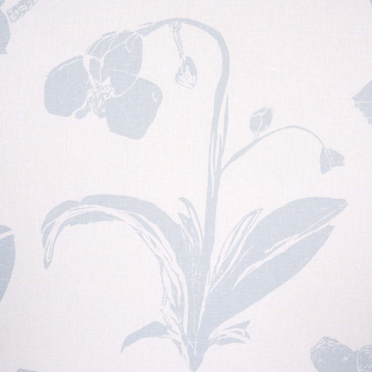 ORCHIDS-HAVE-DREAMS-SKY-SCHUMACHER-180512