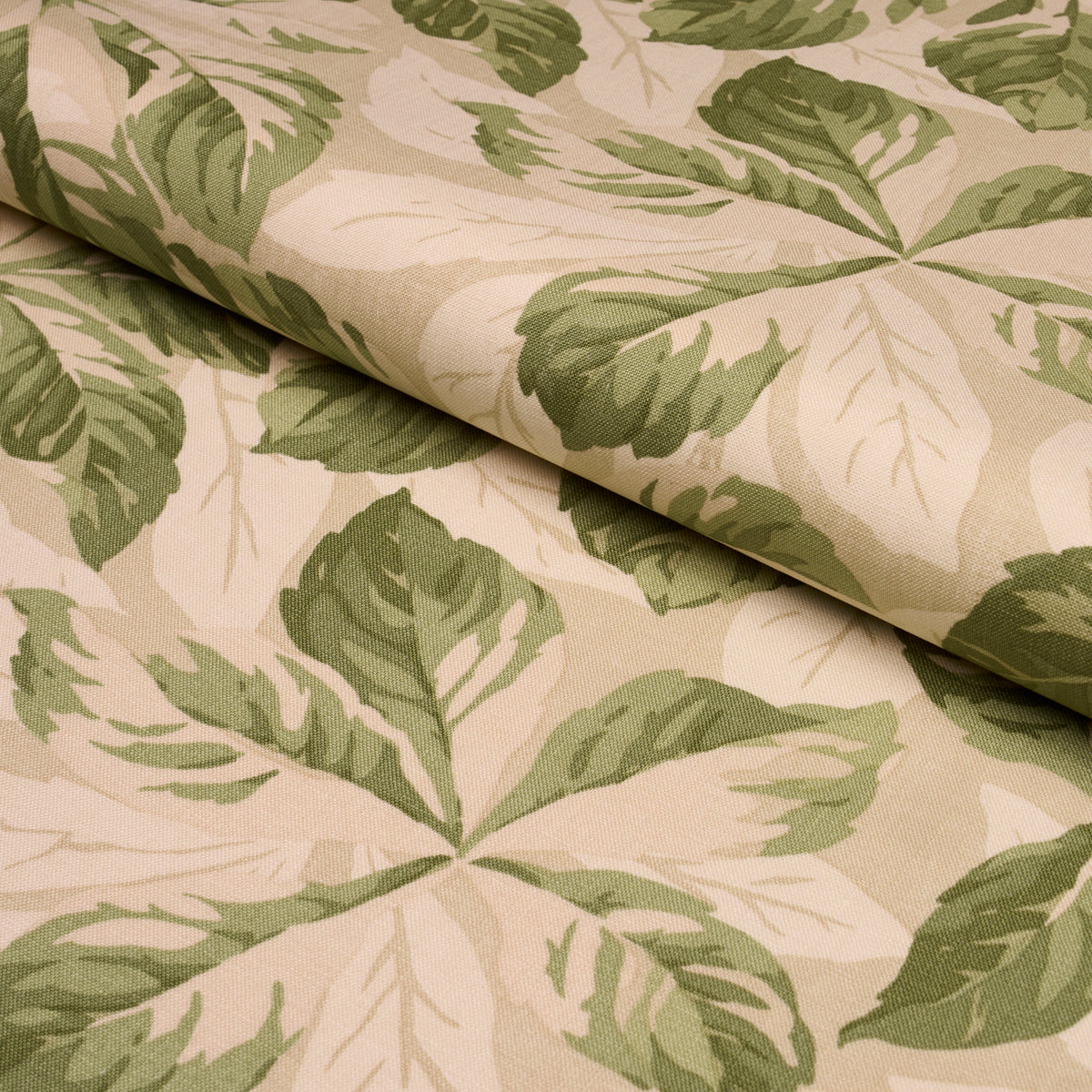 ARBOREAL-SAGE-SCHUMACHER-182650