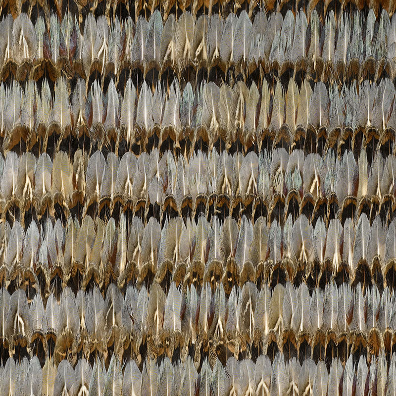 EVERGLADES-DOVE-SCHUMACHER-5003930