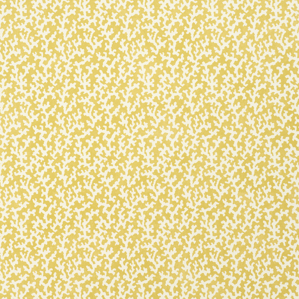 FOLLY-MIMOSA-SCHUMACHER-5008007