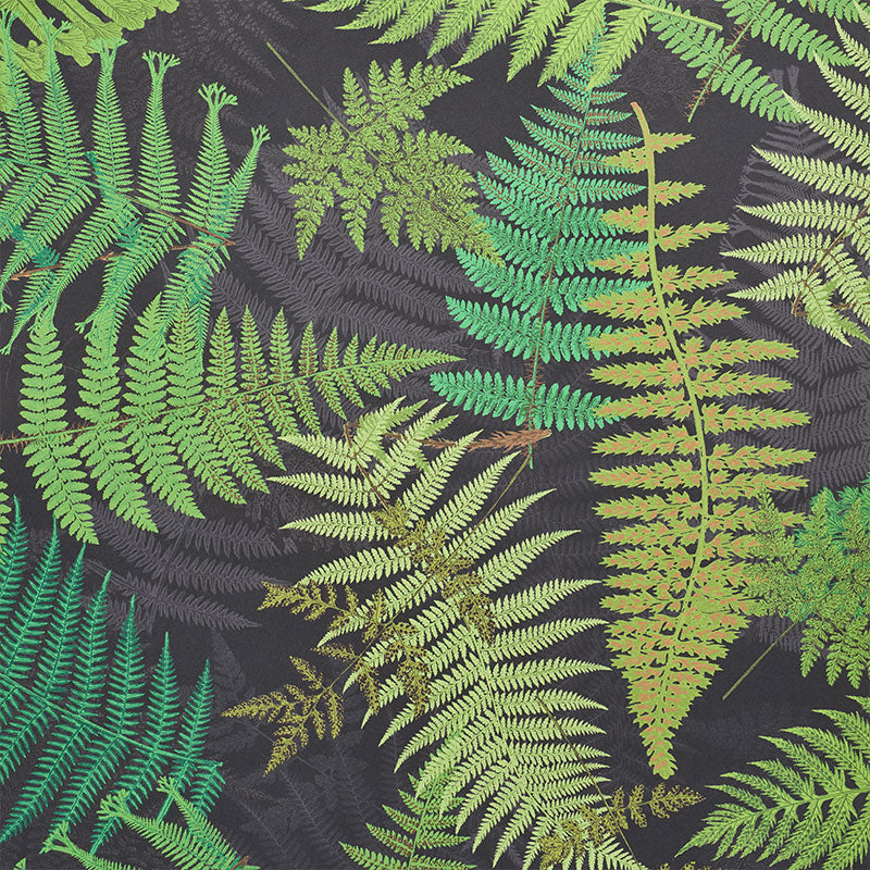 FERNARIUM-BLACK-LEAF-SCHUMACHER-5009191