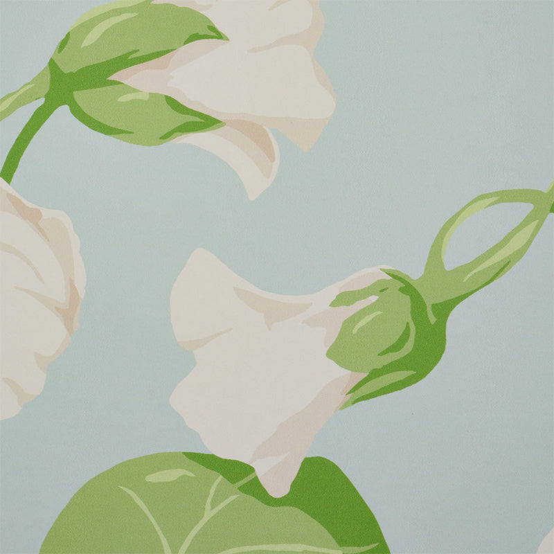 NASTURTIUM-SKY-SCHUMACHER-5010471