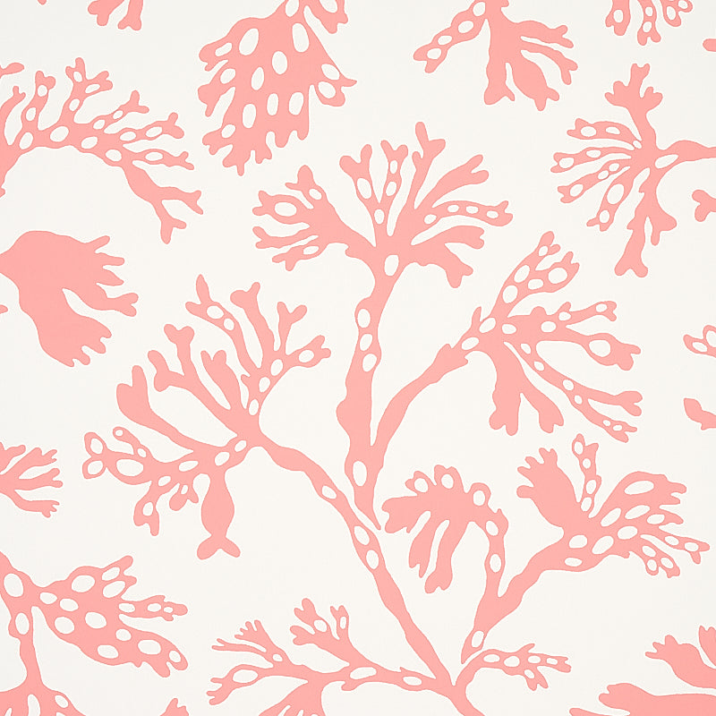 ANTHOZA-CORAL-SCHUMACHER-5012132