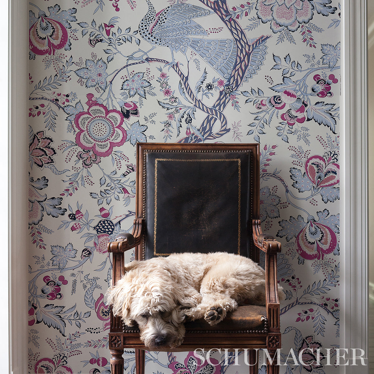 AVELINE-LILAC-SCHUMACHER-5013191