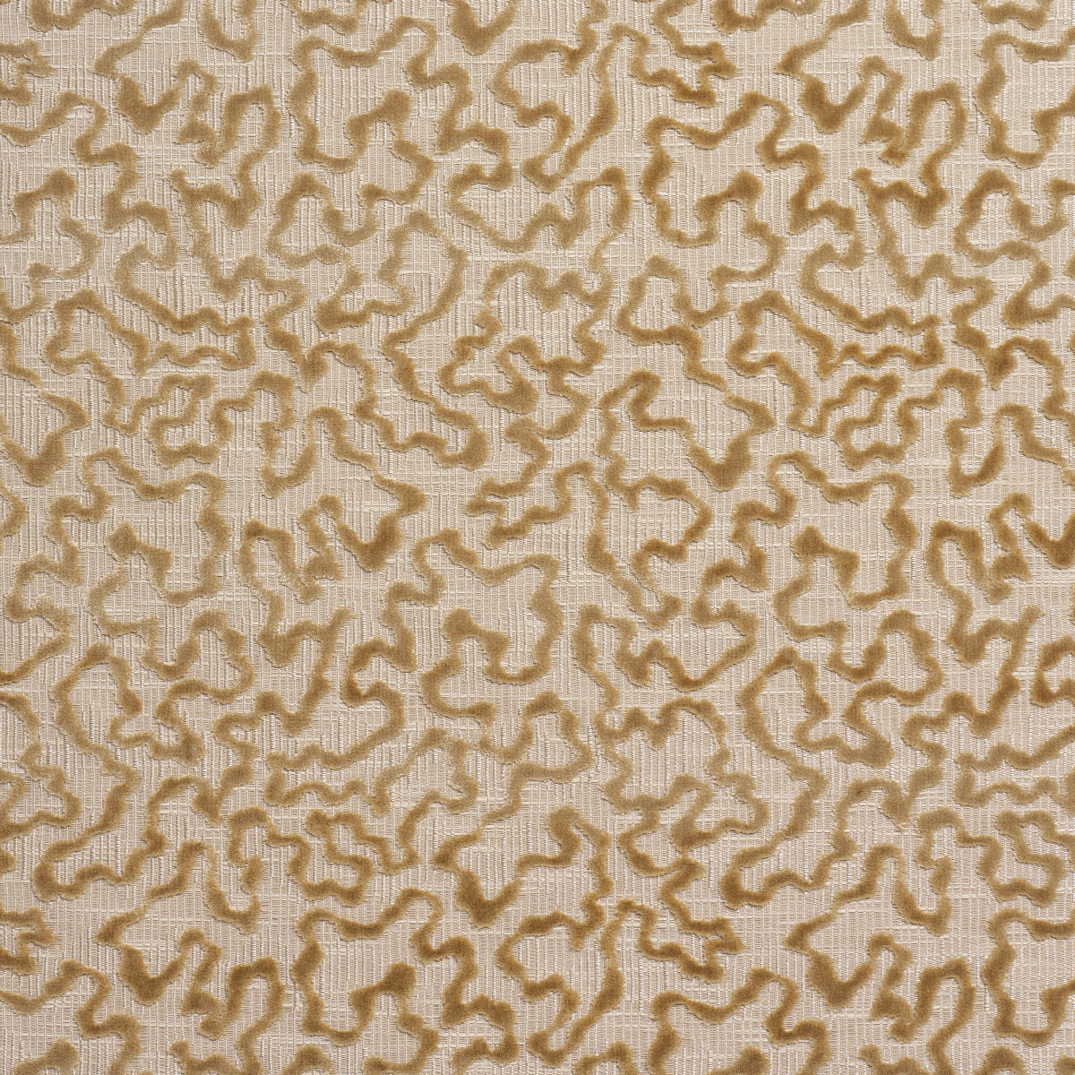 JANIS-VELVET-CHAMPAGNE-SCHUMACHER-75224