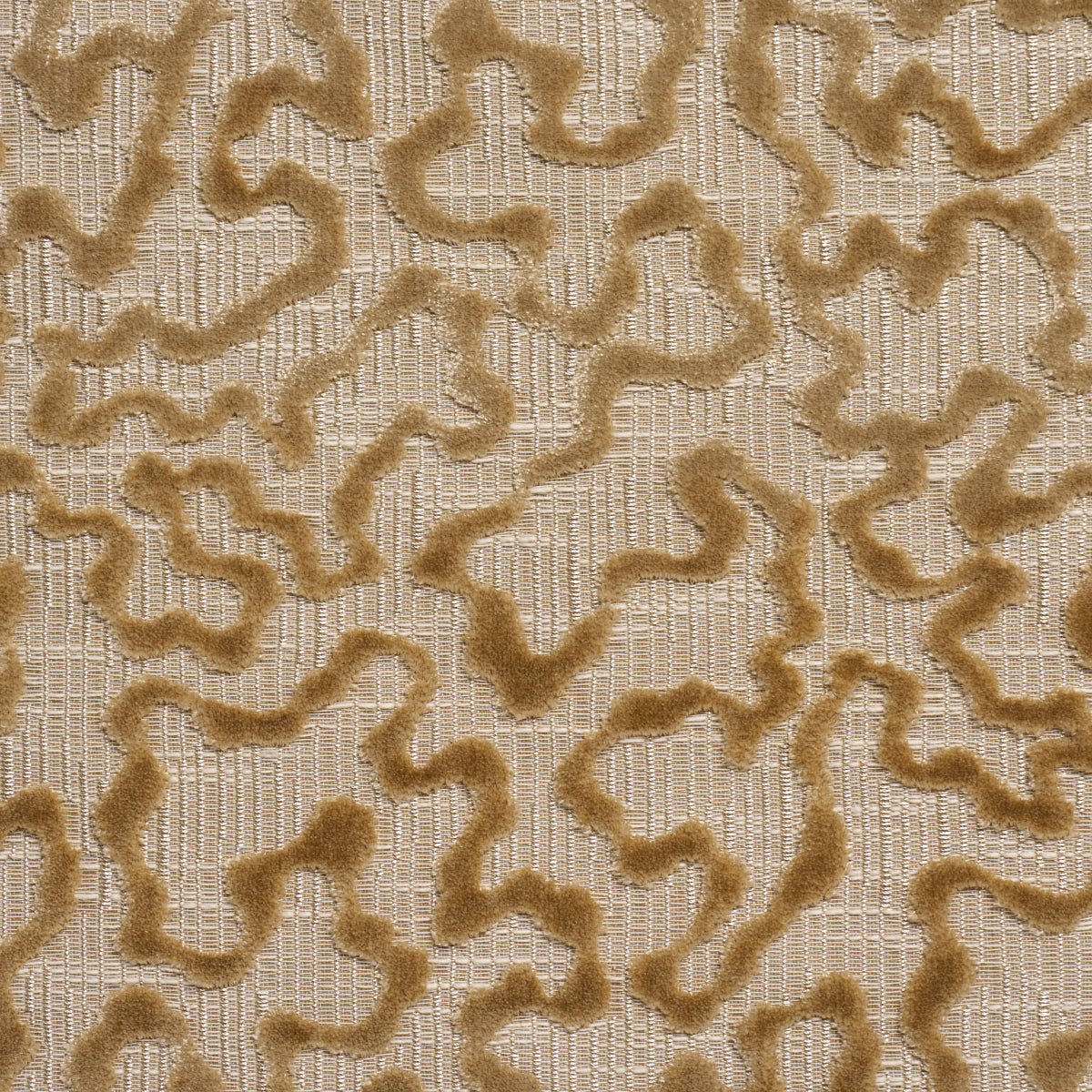 JANIS-VELVET-CHAMPAGNE-SCHUMACHER-75224
