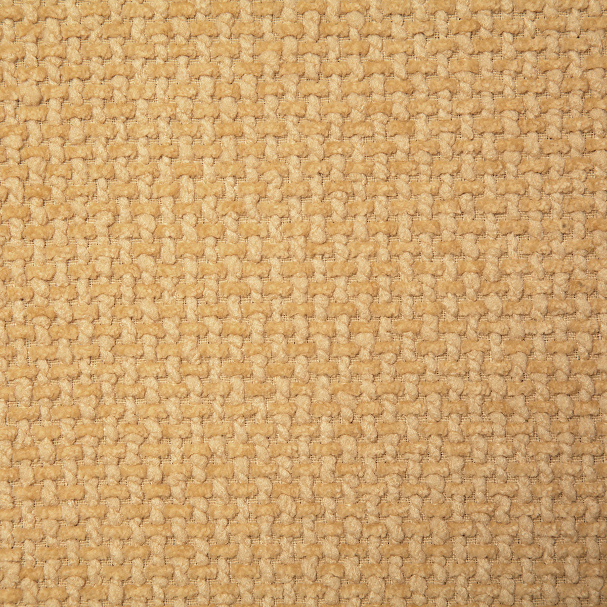 7938-berwick-daffodil-pindler