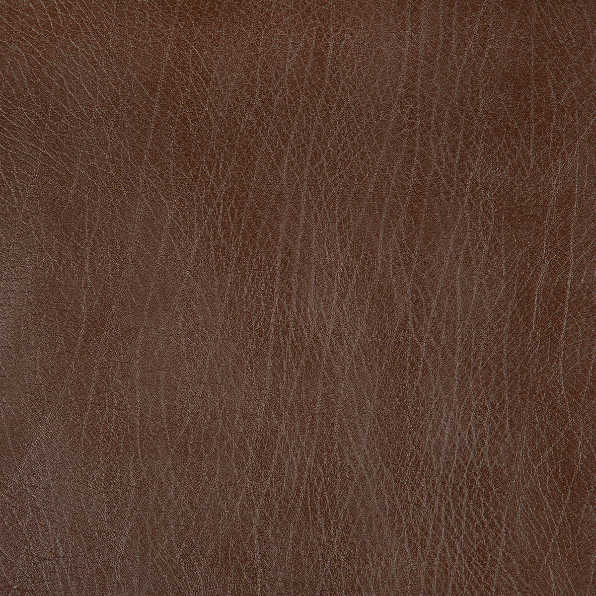 8371-rowdy-chestnut-pindler