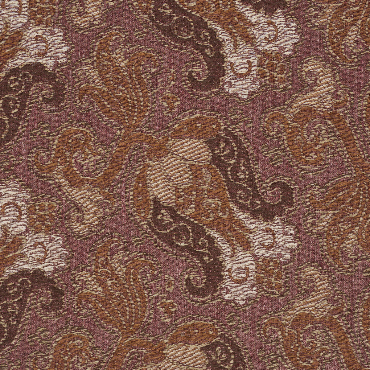 TULIPANO-ORCHID-SCHUMACHER-85832