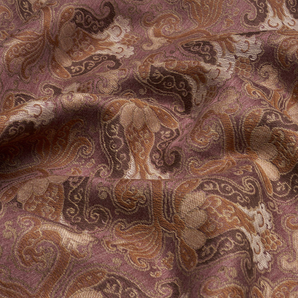 TULIPANO-ORCHID-SCHUMACHER-85832