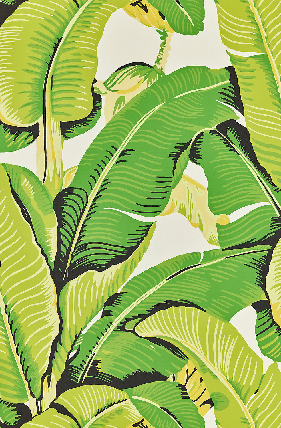 Hinson Palm - Mojito