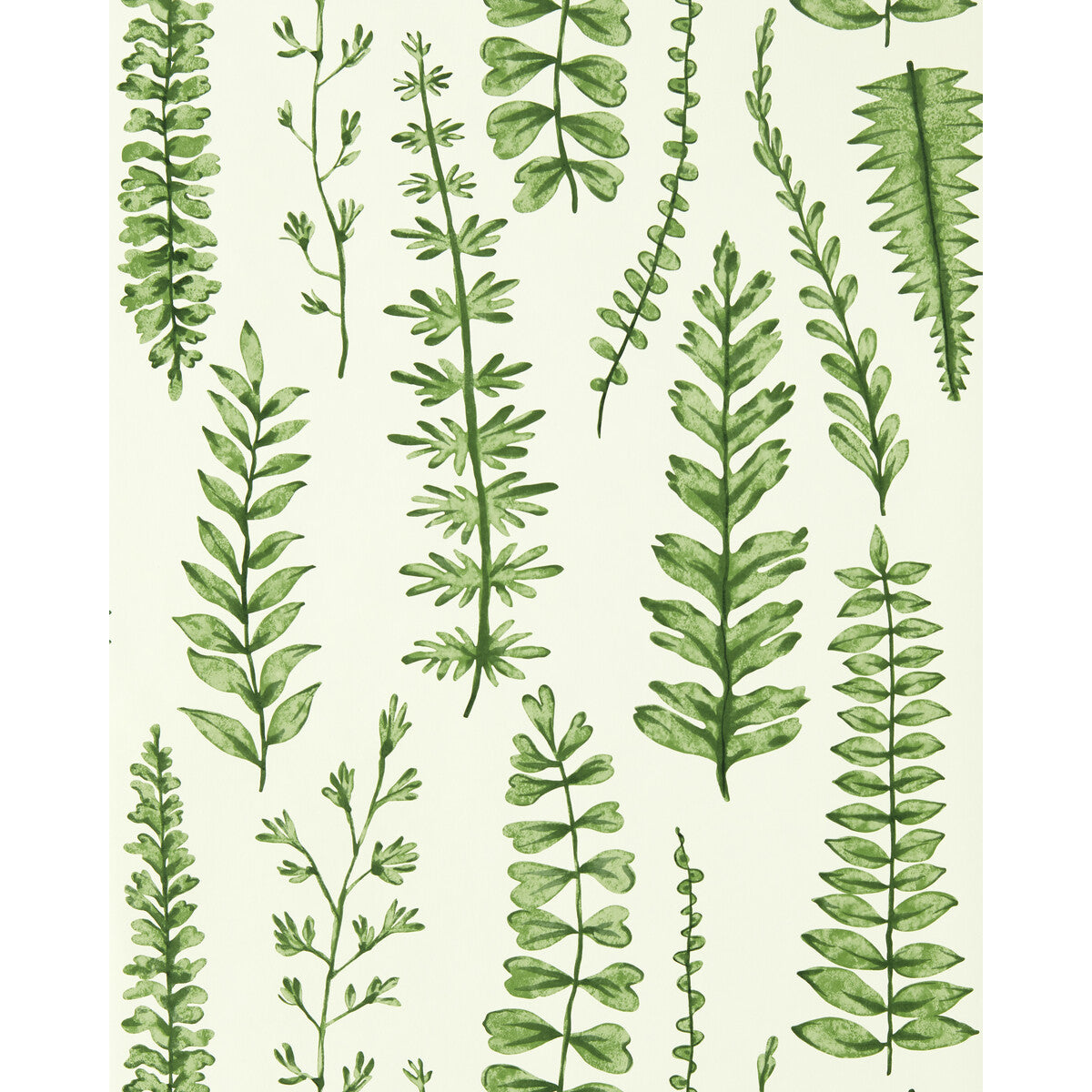nart112798scn0-ferns-juniper-scion