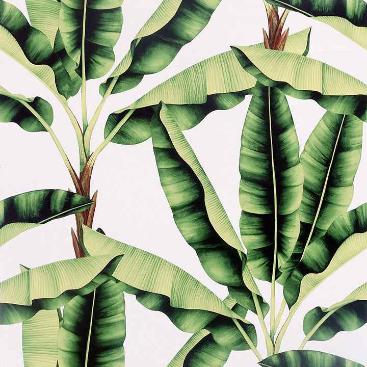Musa Green Palm Tree Wallpaper - York Wallcoverings - AH909604