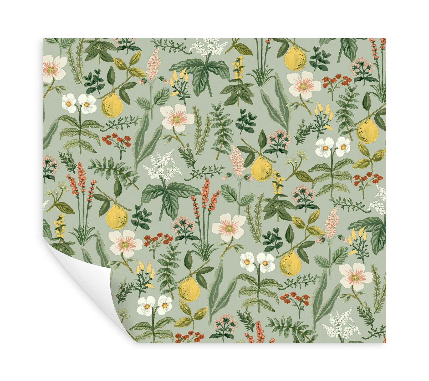 Herb Garden Sage Botanical Premium Peel + Stick Wallpaper - York Wallcoverings - PSW1675RL - York Wallcoverings Wallpaper