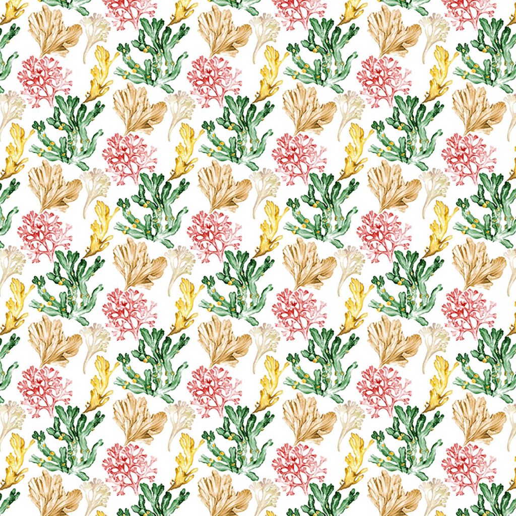 Coral Cay – Coral Reef