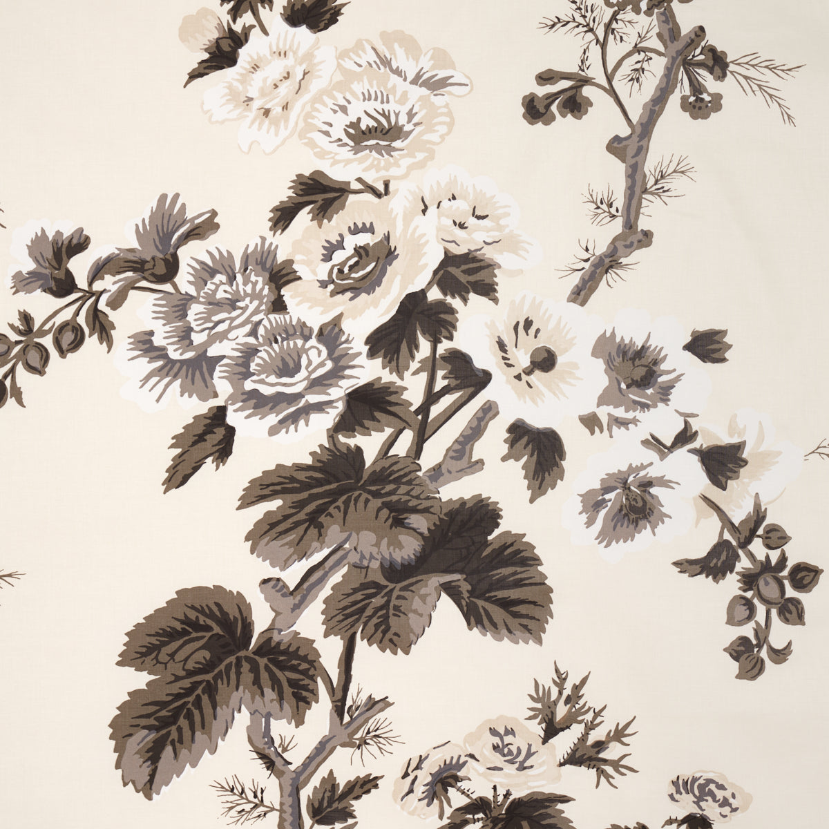 PYNE-HOLLYHOCK-CHARCOAL-SCHUMACHER-174450