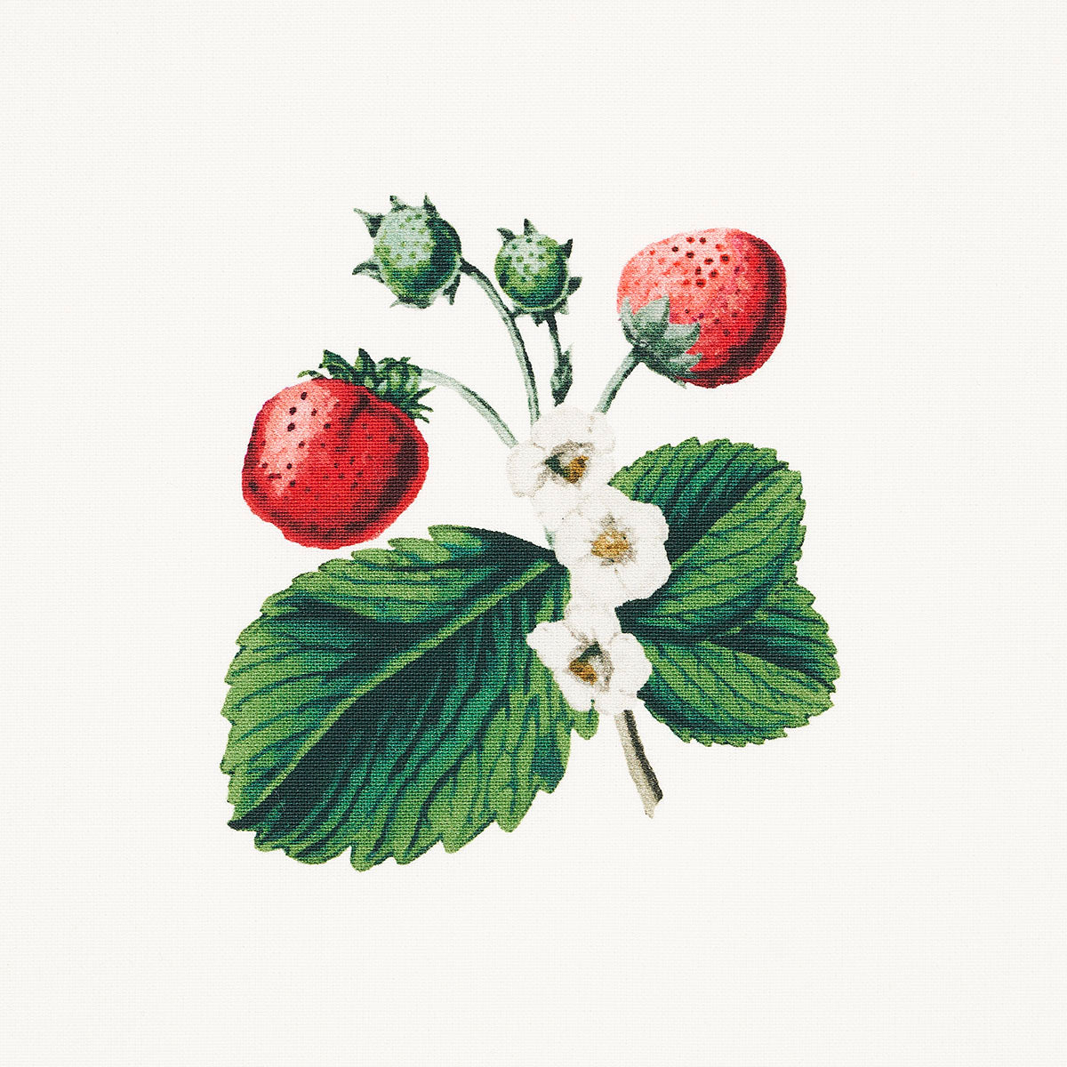 STRAWBERRY-HILL-WHITE-SCHUMACHER-180640