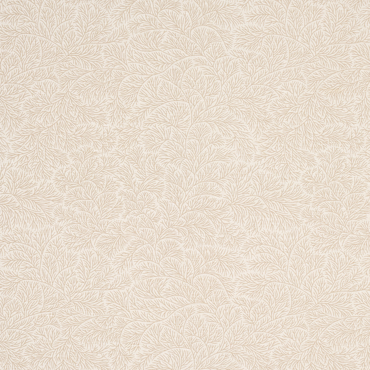 BOUGAINVILLEA-NEUTRAL-SCHUMACHER-180702