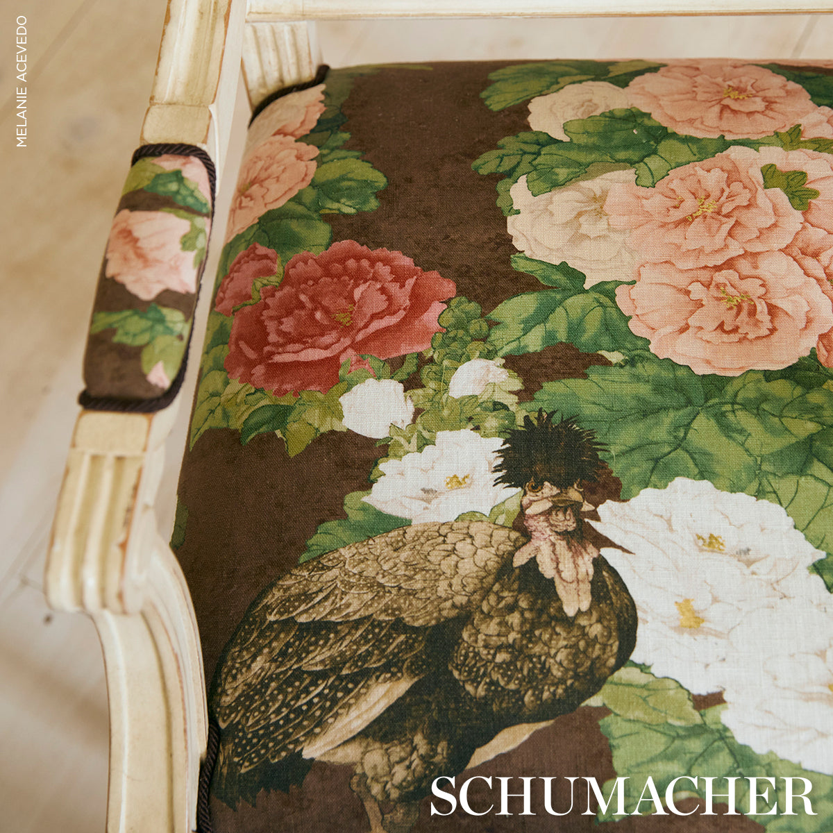 LADY-HOLLYHOCK-BROWN-SCHUMACHER-181041