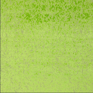 torlonia-designers-guild-fdg2257-07