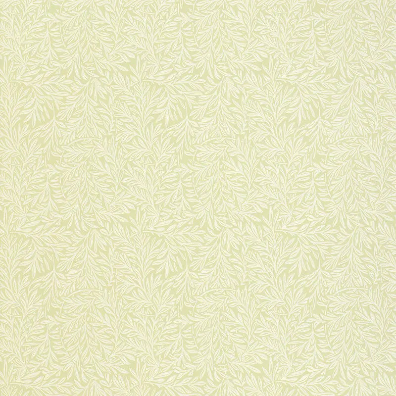 WILLOW-LEAF-SAGE-SCHUMACHER-5004133