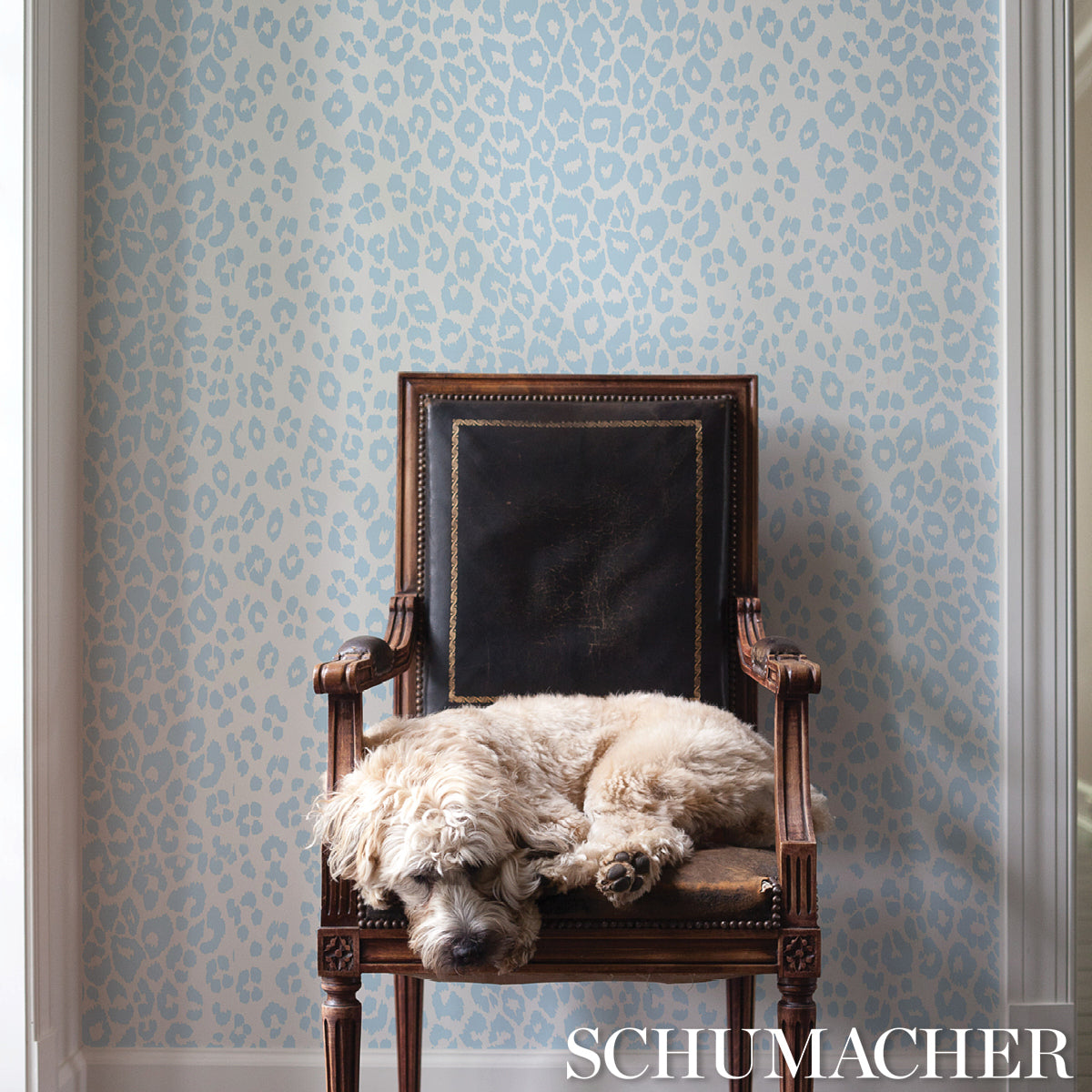 ICONIC-LEOPARD-SKY-SCHUMACHER-5007014