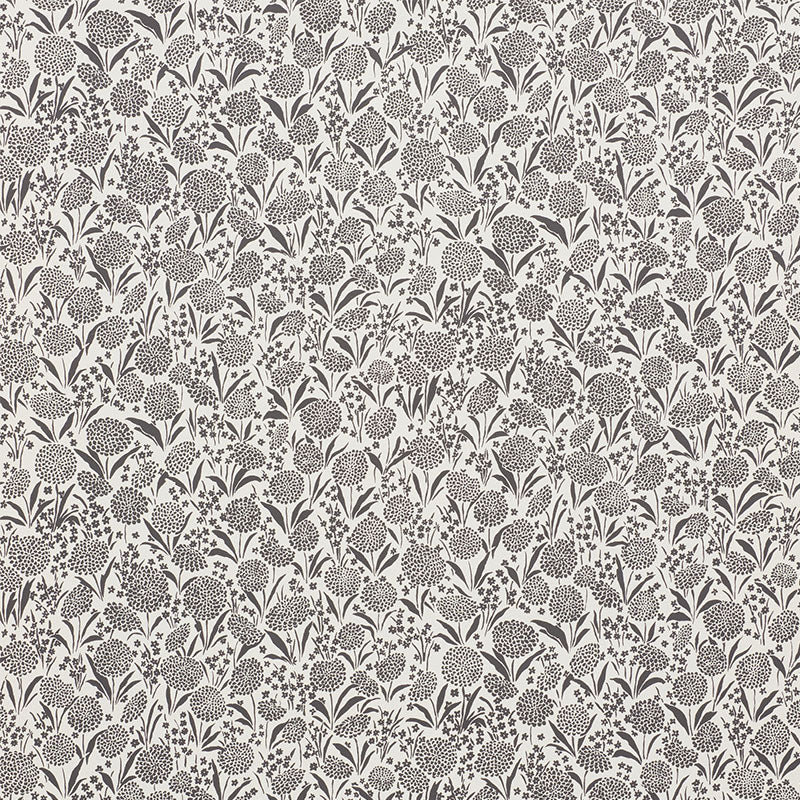 CHRYSANTHEMUM-CARBON-SCHUMACHER-5009553