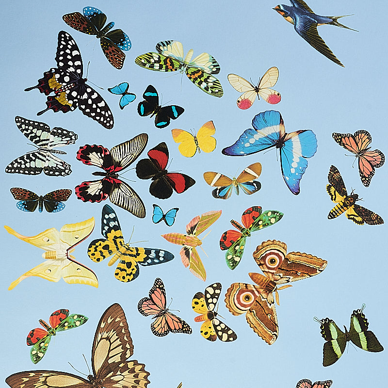 QUEENS-FLIGHT-PANEL-SET-SKY-SCHUMACHER-5010865
