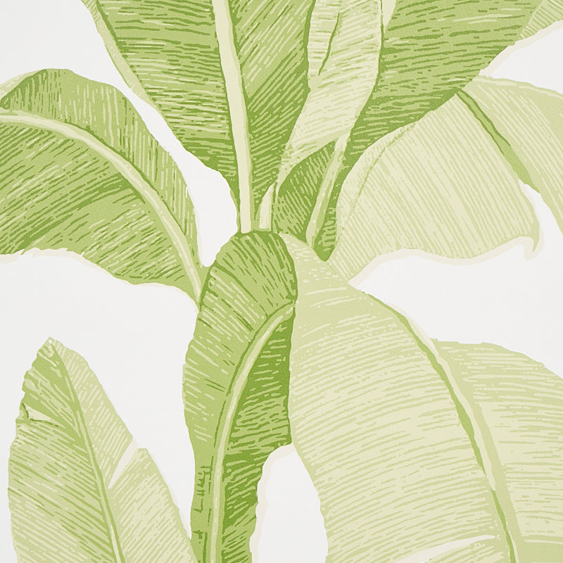 ERISIMO-LEAF-SCHUMACHER-5012110