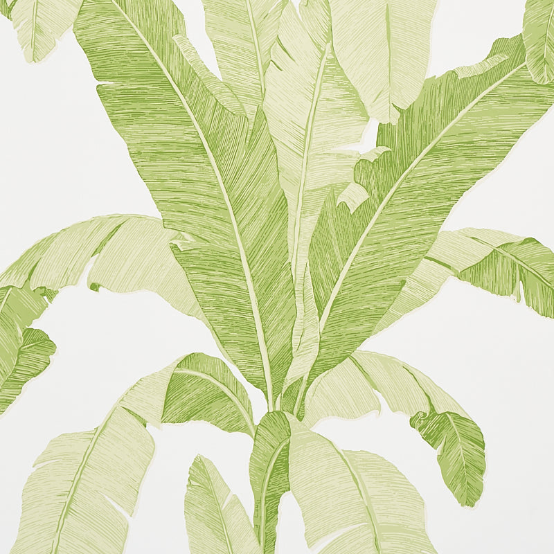 ERISIMO-LEAF-SCHUMACHER-5012110