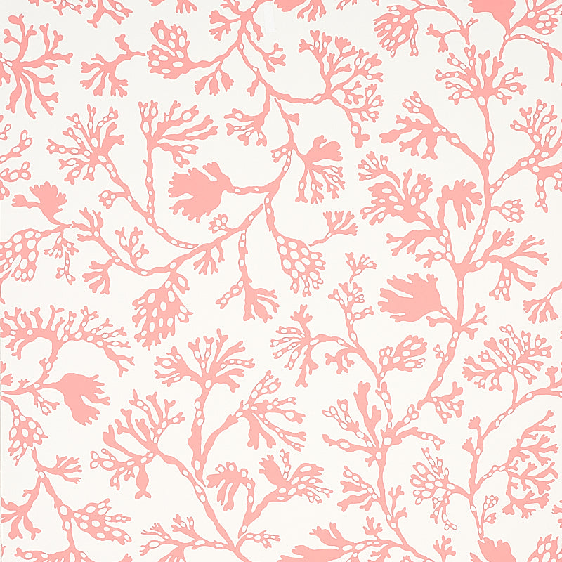 ANTHOZA-CORAL-SCHUMACHER-5012132