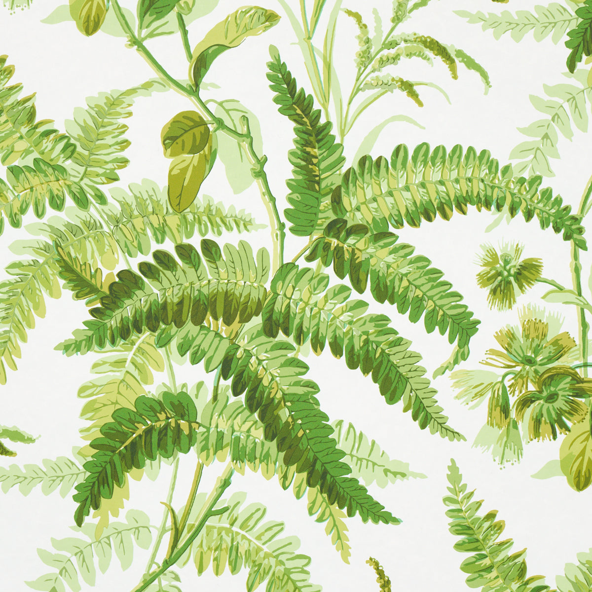 MYERS-FERN-TROPICAL-SCHUMACHER-5013231