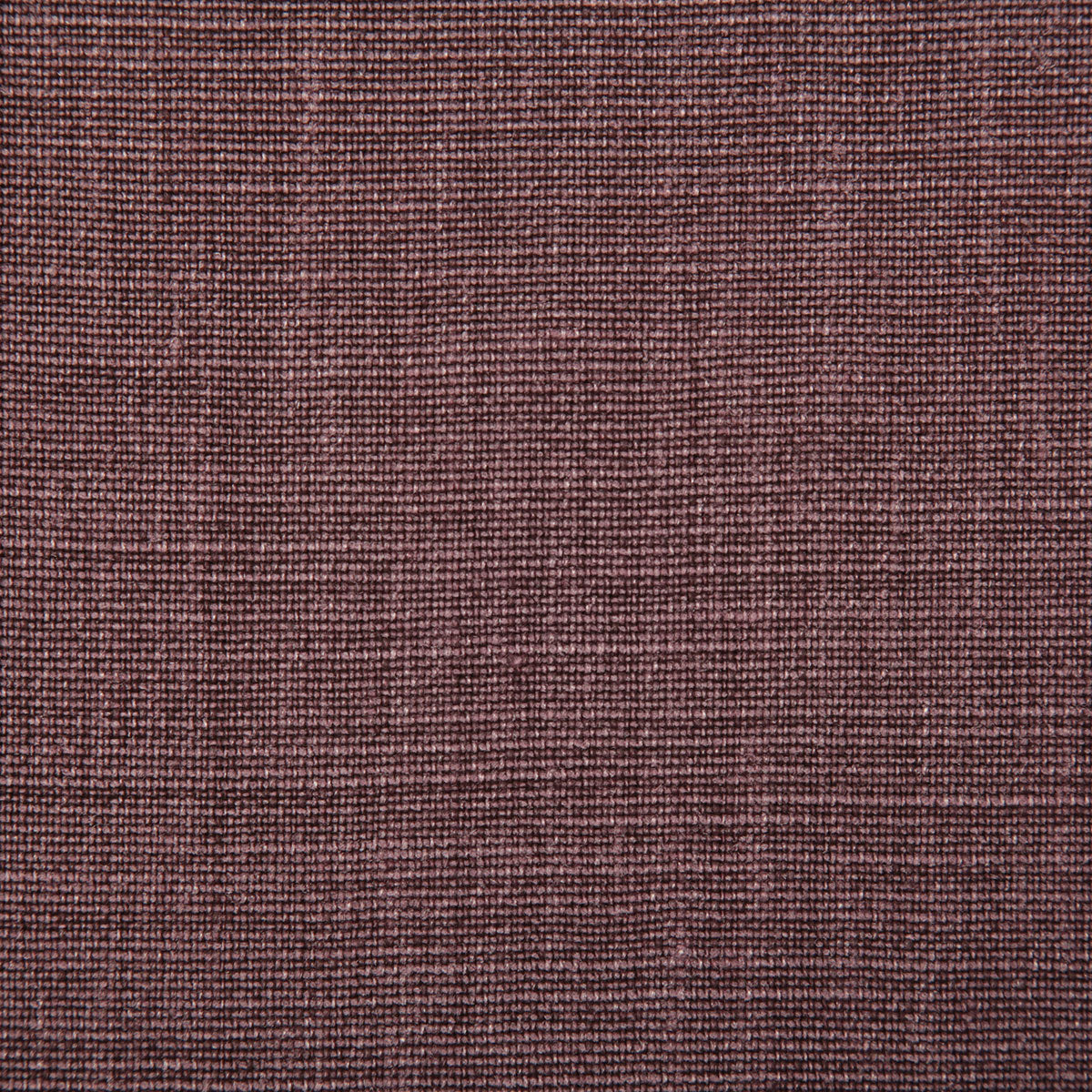 7647-paloma-plum-pindler