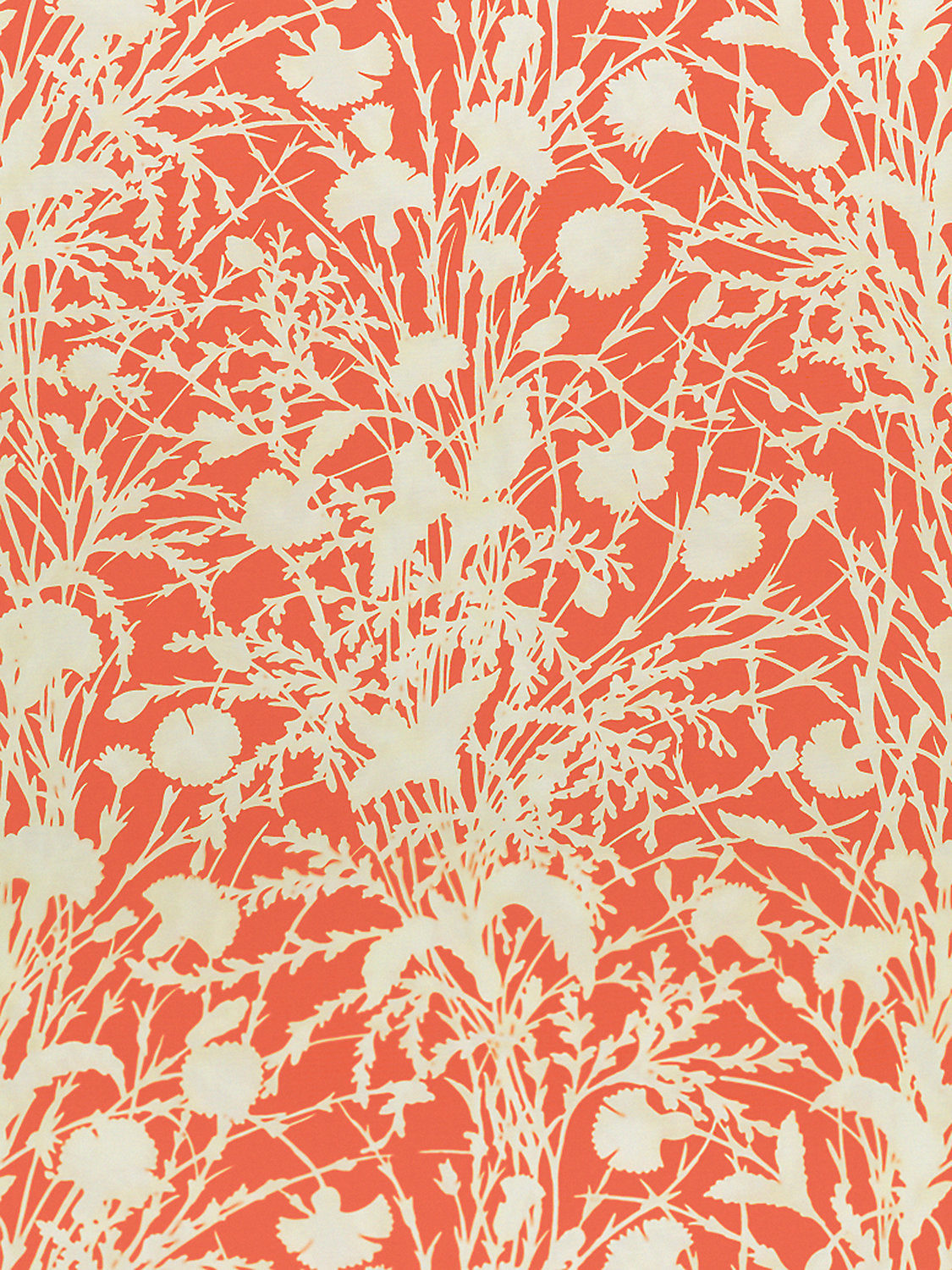 Wildflower - Guava