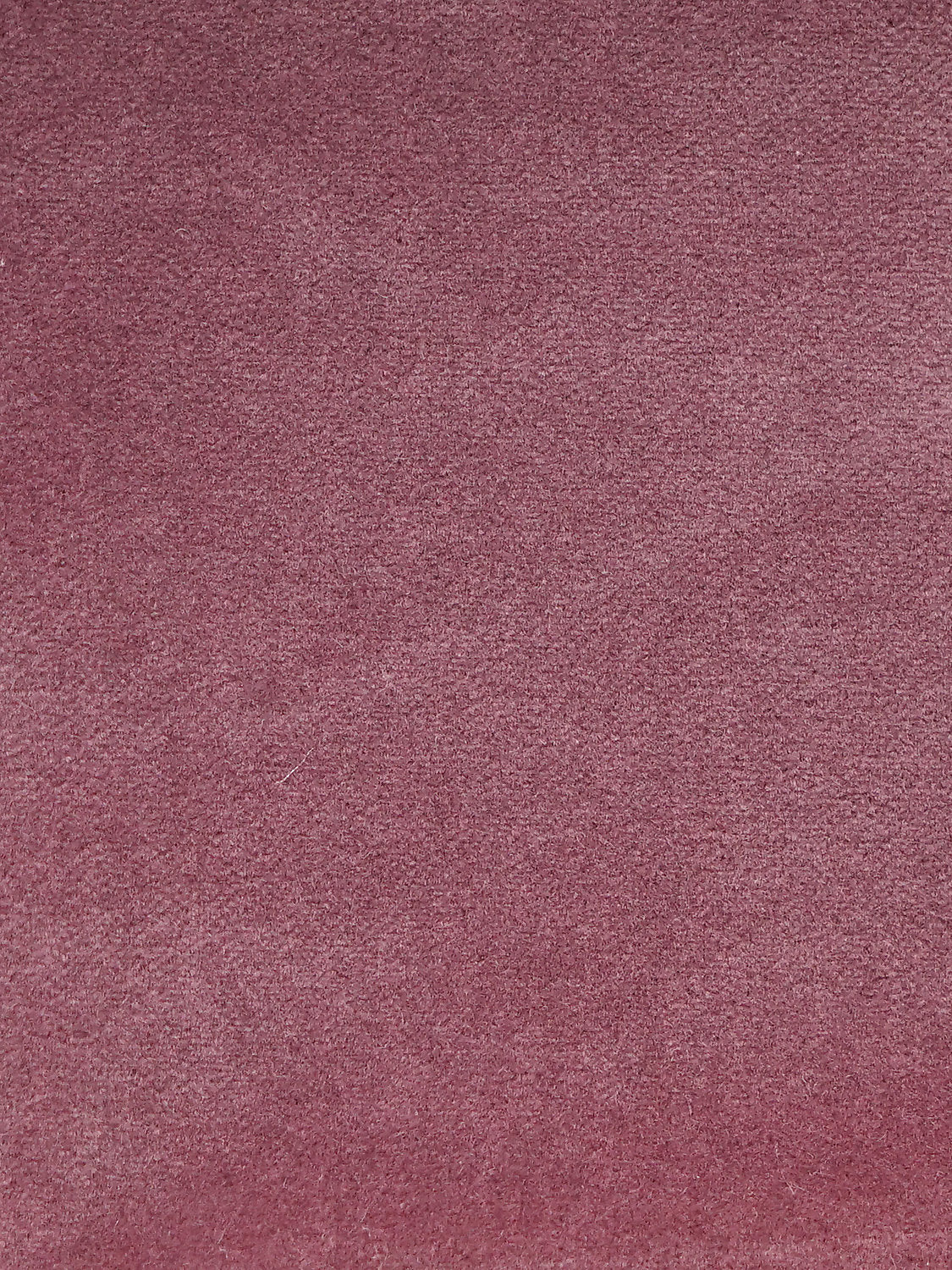 Cosmos - Figue - Scalamandre Fabric
