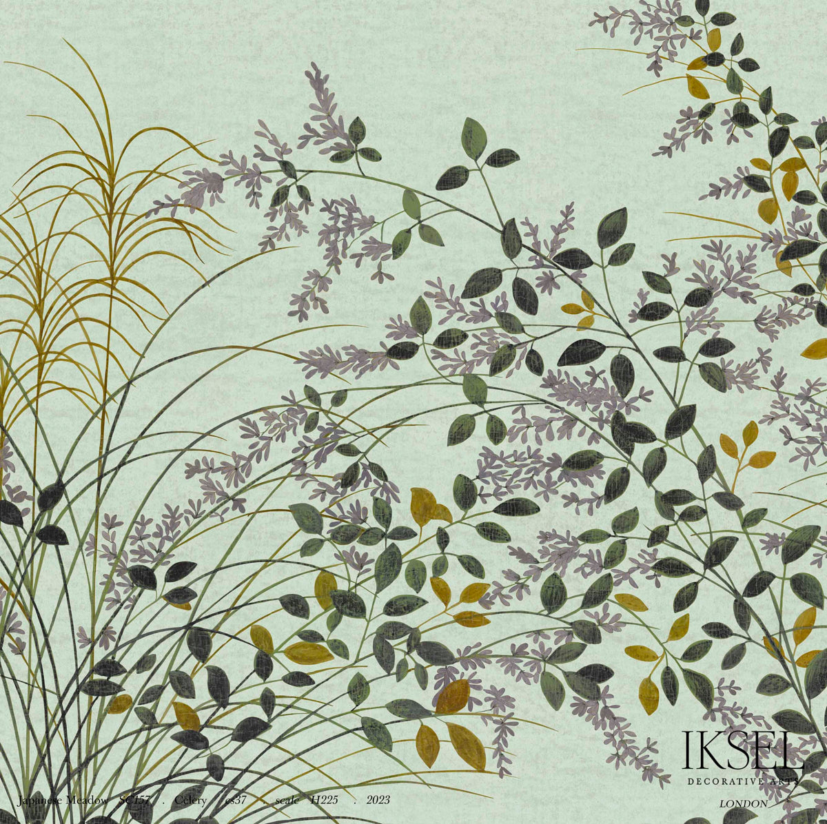 JAPANESE-MEADOW-CELERY-SCHUMACHER-IK8201