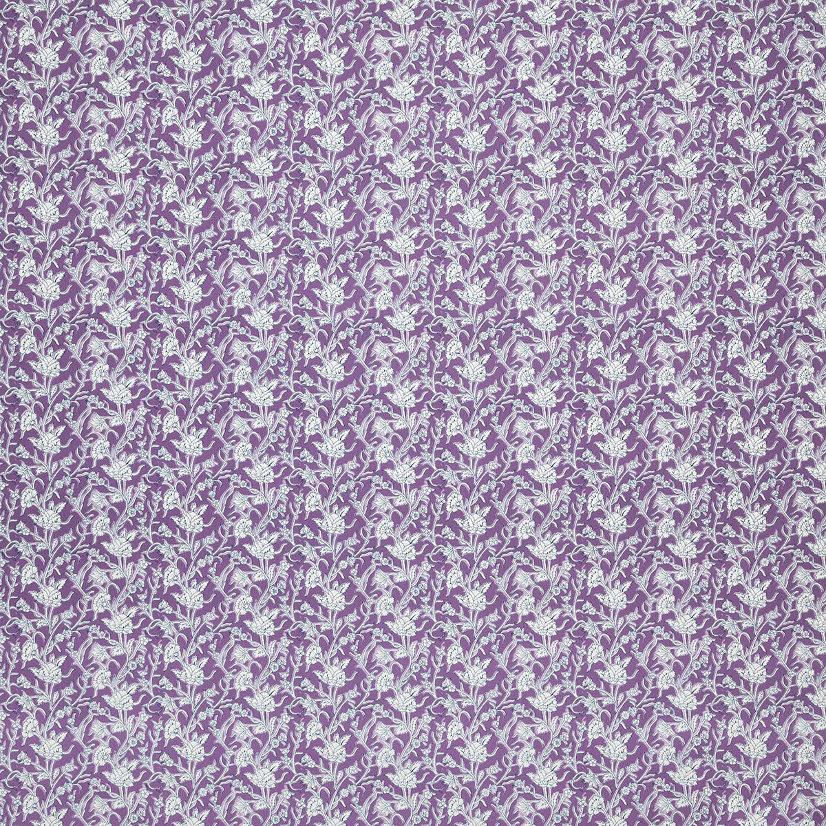 p6876-marco-orchid-pindler
