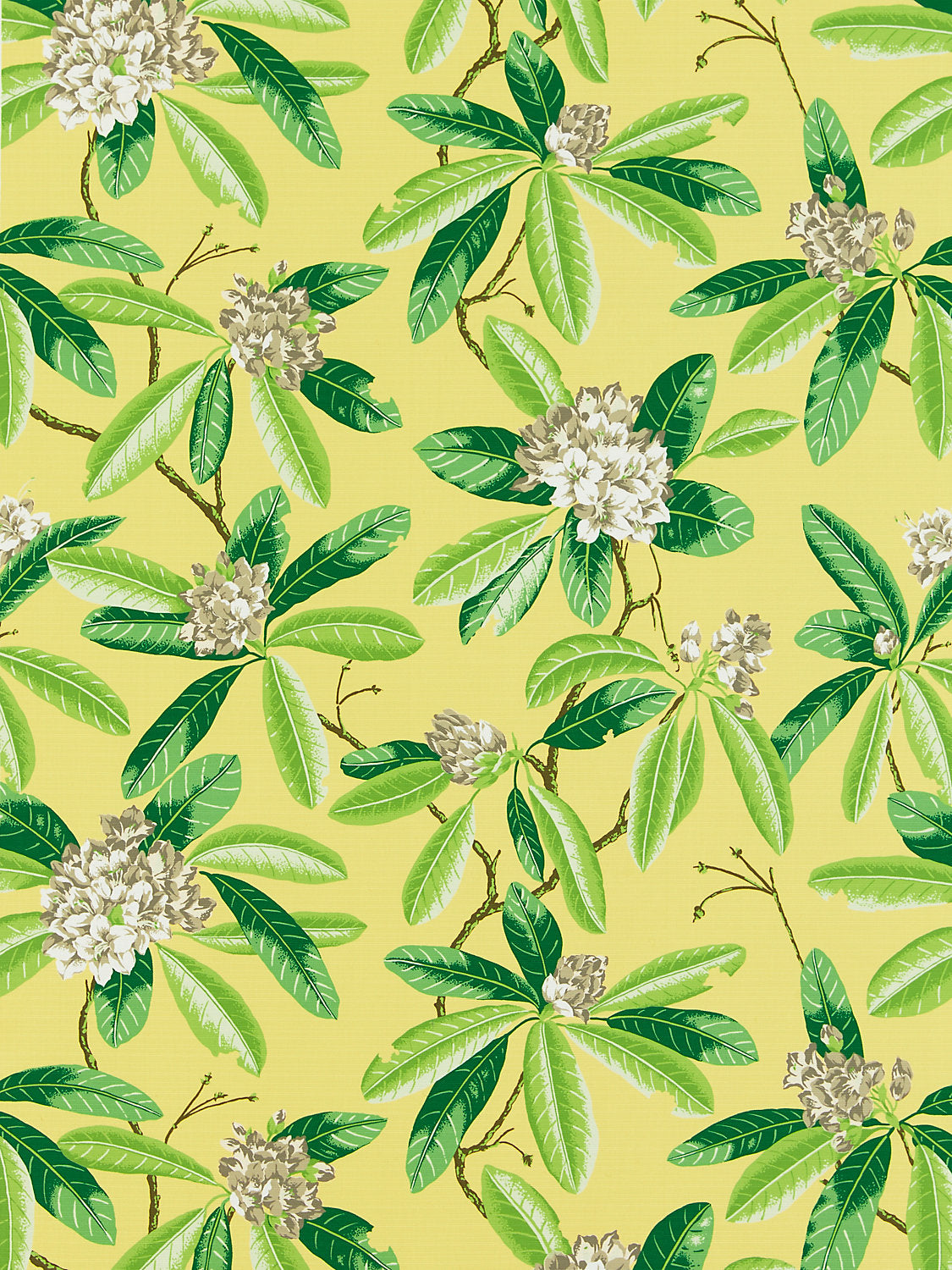 Rhododendron | Outdoor - Pineapple