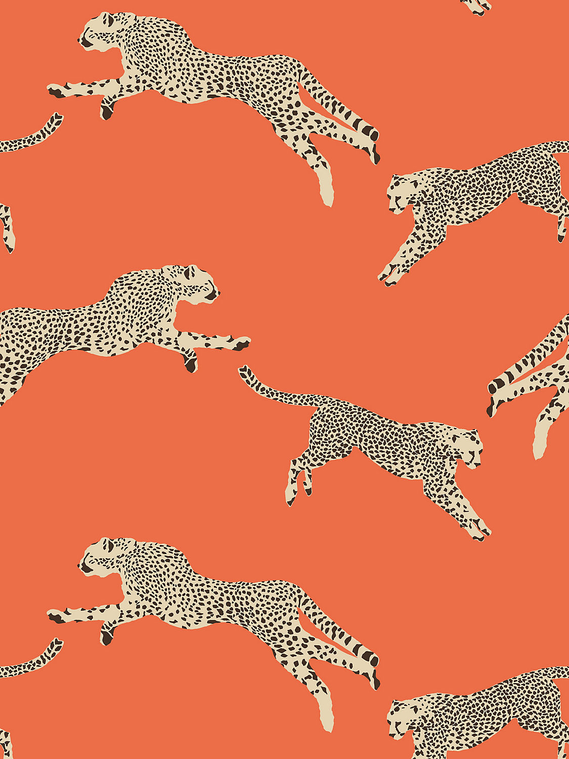 Leaping Cheetah - Clementine