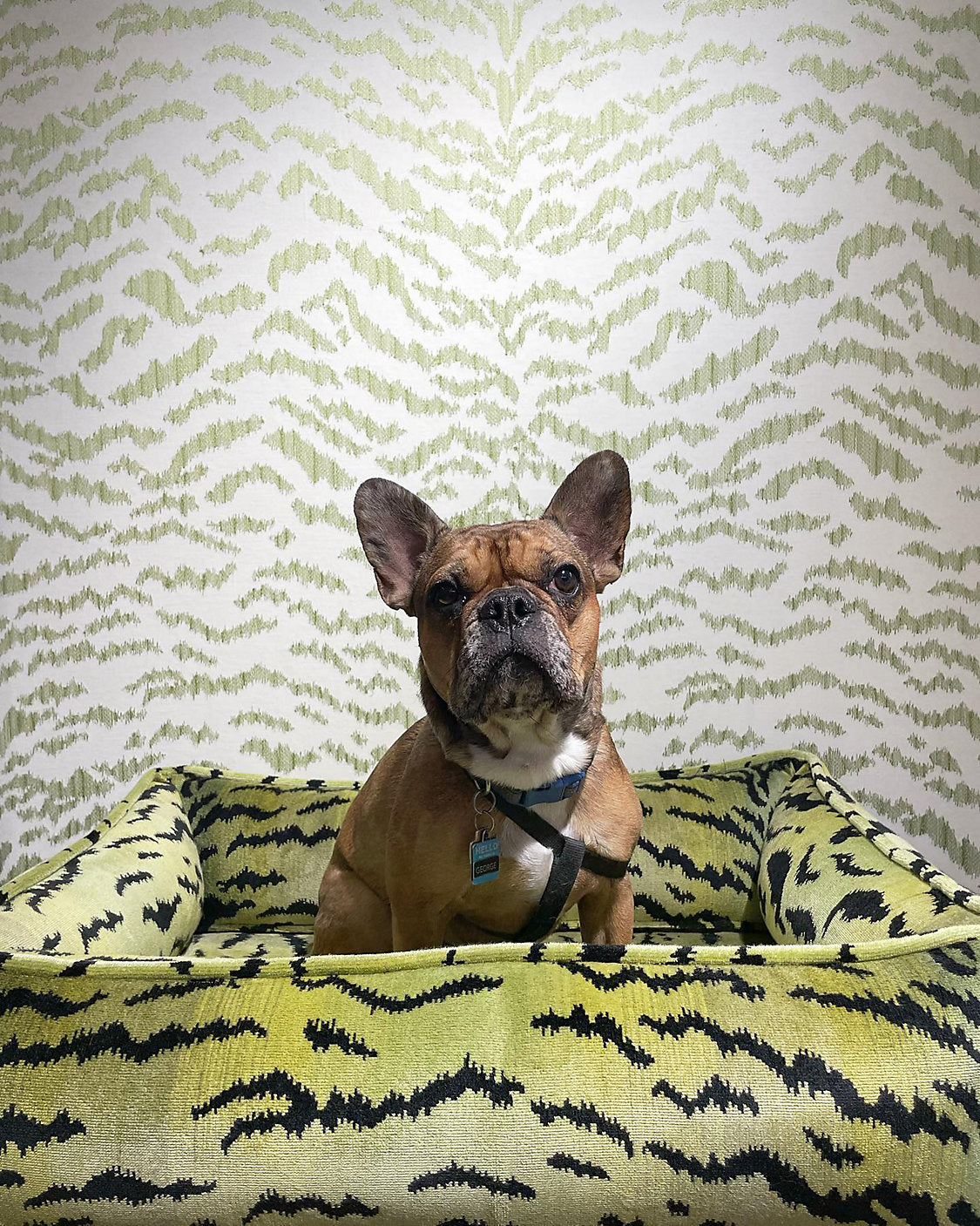 TIGRESS WALLCOVERING Grassland SC WP88506 0003 by Scalamandre