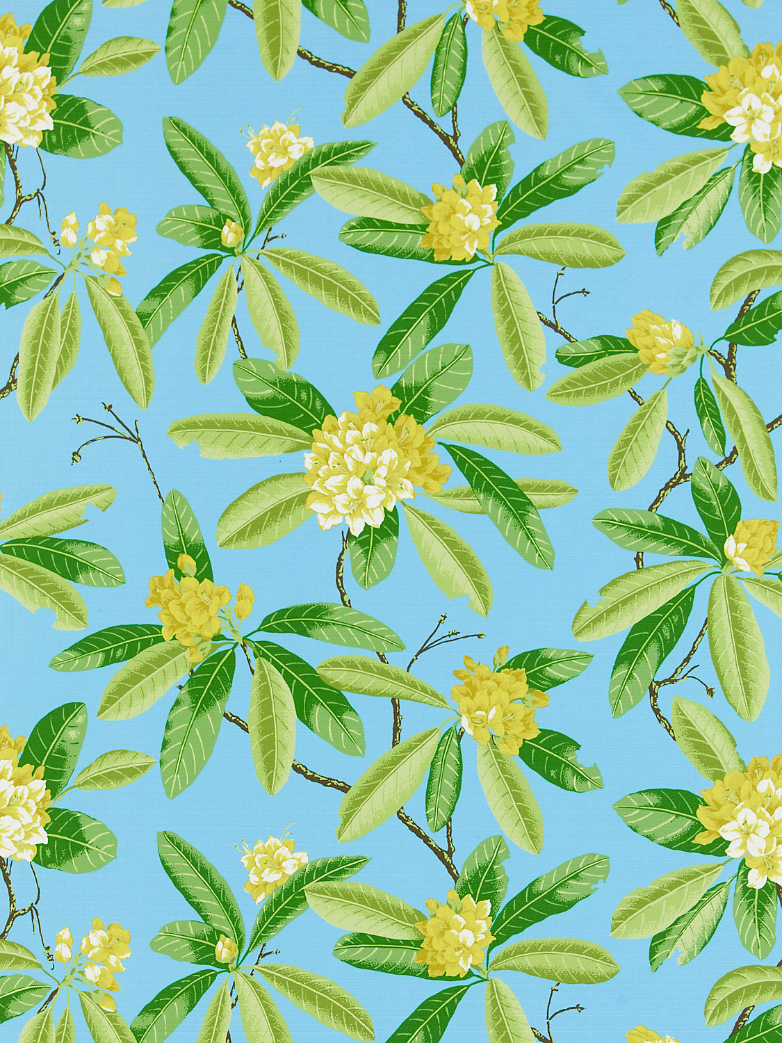Rhododendron | Outdoor - Carolina