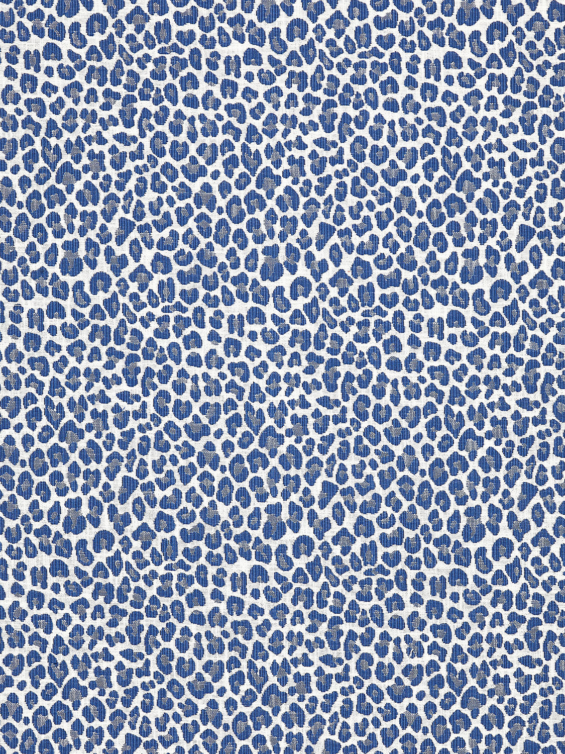 Backyard Bengal - Cobalt
