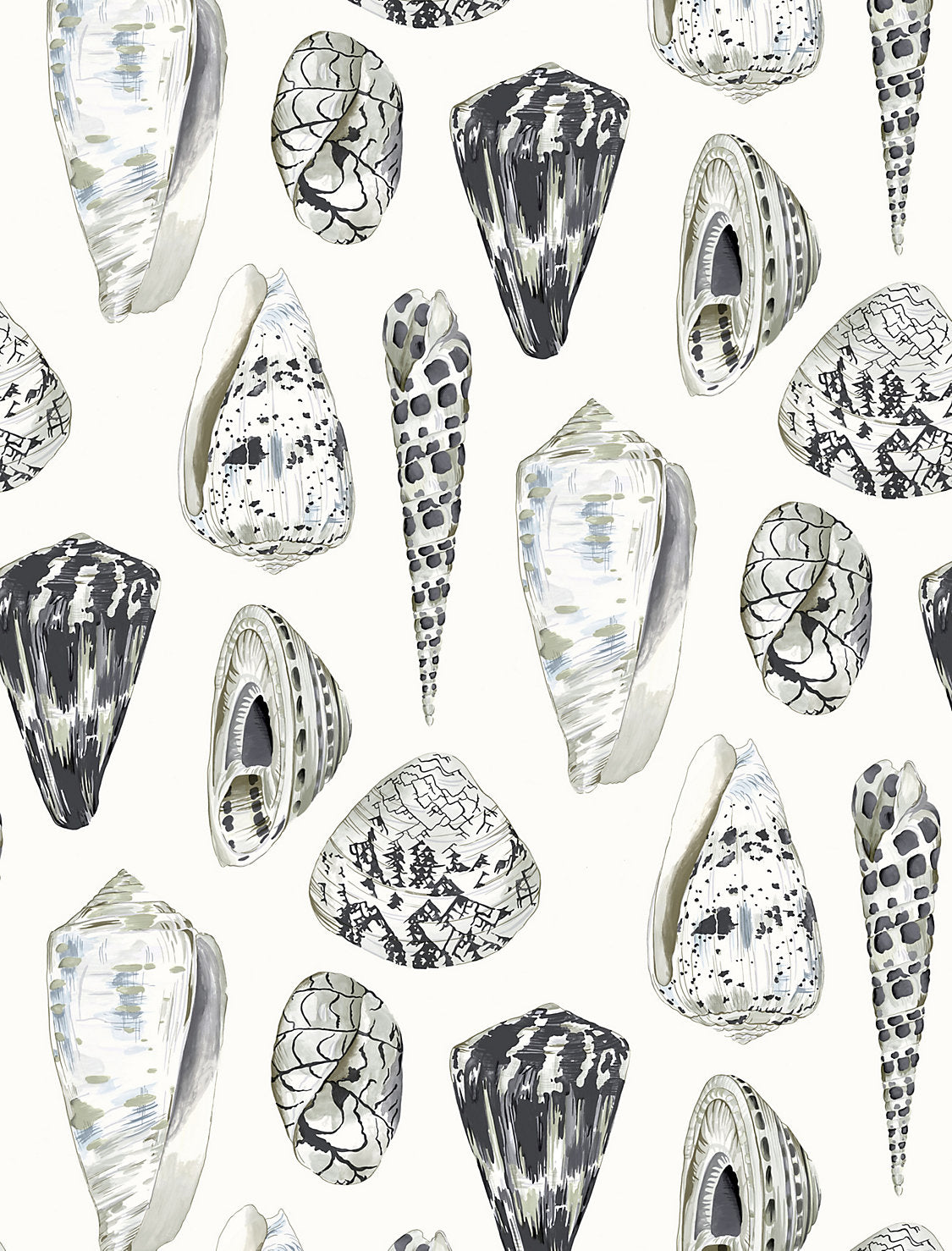 Coquina - Graphite