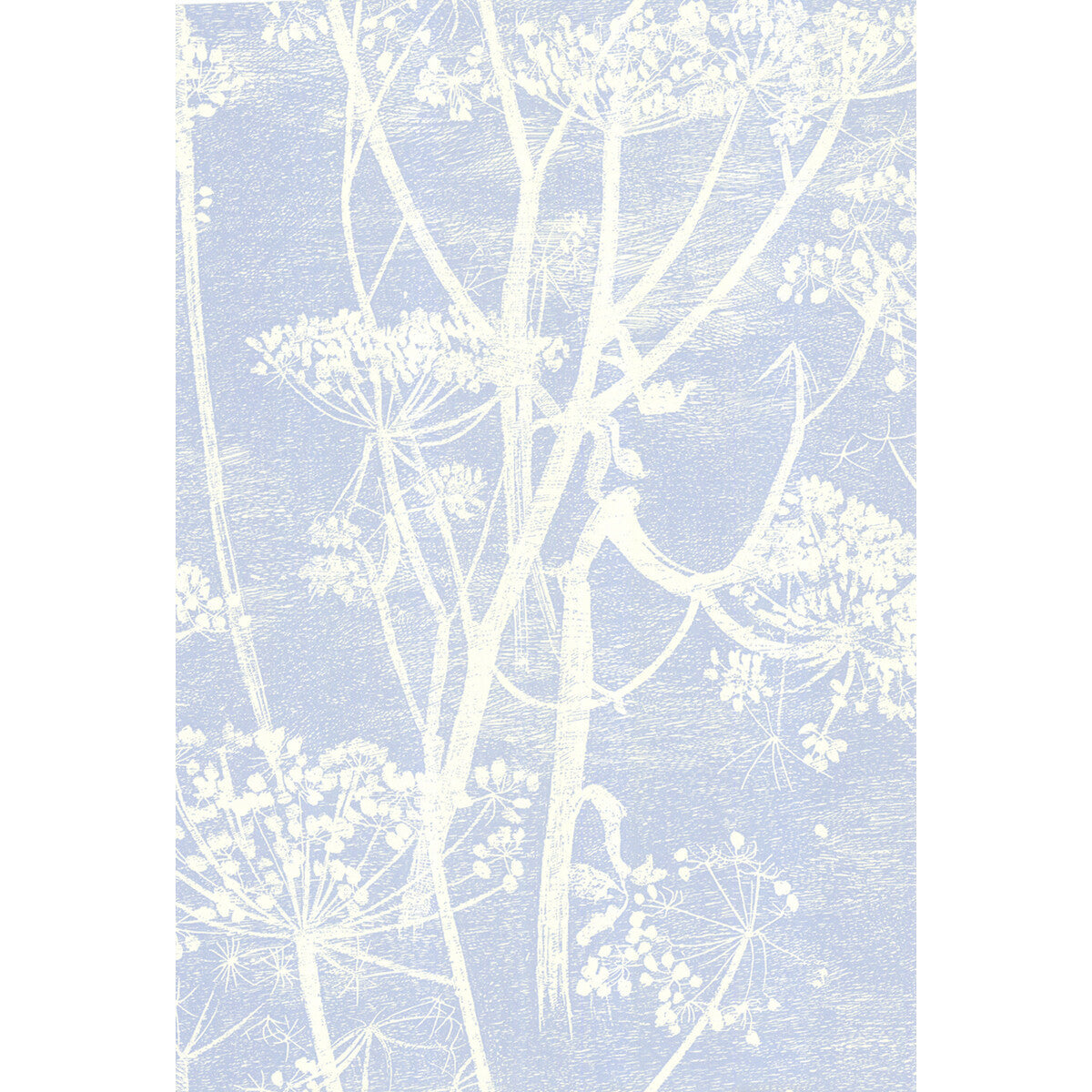 667050cs0-cow-parsley-whiteblu-cole-son